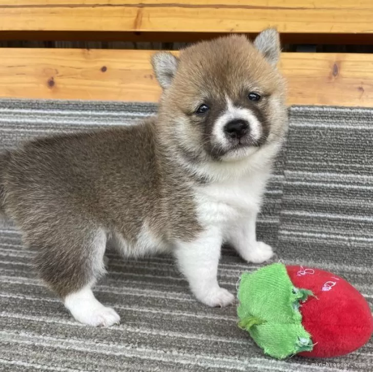 ID:2507-06082の子犬
