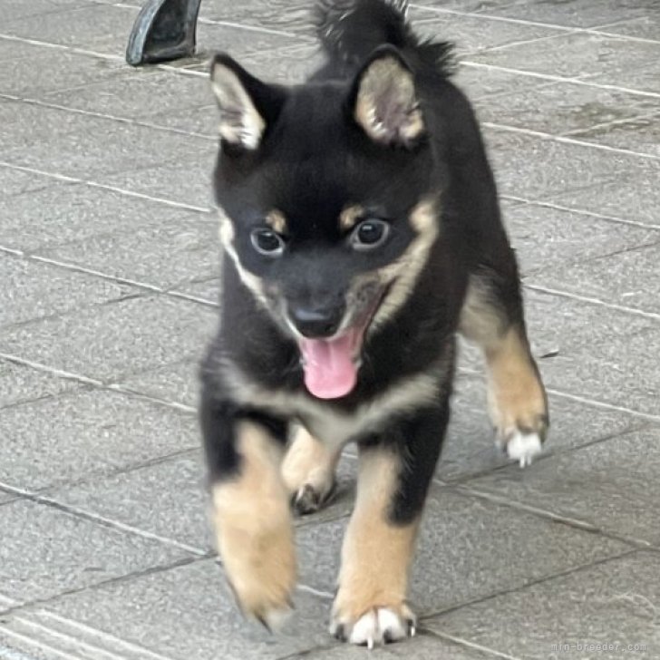 ブリーダー画像