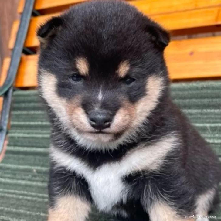 ID:2411-04109の子犬