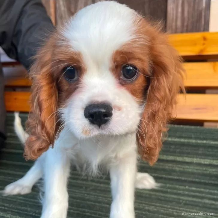 S.U 様のお迎えした子犬