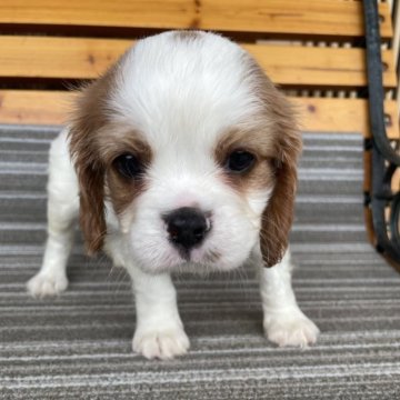 キャバリア【岡山県・男の子・2025年5月31日・ブレンハイム】の写真「元気いっぱいで可愛いよ🐶」