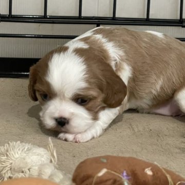 キャバリア【岡山県・女の子・2025年10月17日・ブレンハイム】の写真「両親遺伝子クリア🐶可愛い女の子ですよ🐶」