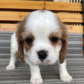 キャバリア【岡山県・男の子・2025年5月31日・ブレンハイム】の写真「元気で可愛いですよ🐶」
