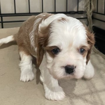 キャバリア【岡山県・男の子・2025年8月30日・ブレンハイム】の写真「両親遺伝子クリア🐶元気いい男の子ですよ🐶🍇」