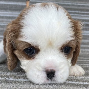 キャバリア【岡山県・女の子・2025年7月13日・ブレンハイム】の写真「両親遺伝子クリア🐶元気いい女の子ですよ🐶🌰」