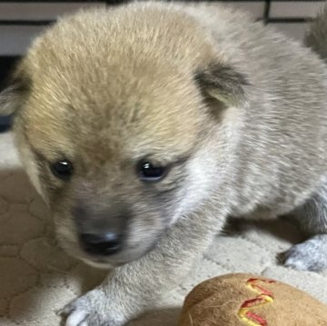 柴犬(豆柴)【岡山県・女の子・2025年7月31日・赤】の写真「両親共豆柴認定　極小サイズですよ🥰🍇」