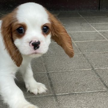 キャバリア【岡山県・男の子・2025年5月31日・ブレンハイム】の写真「両親遺伝子クリア🐶元気いい男の子ですよ🐶」
