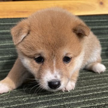 柴犬(豆柴)【岡山県・男の子・2024年11月21日・赤】の写真「両親共豆柴認定　極小サイズ予想です🥰💞」