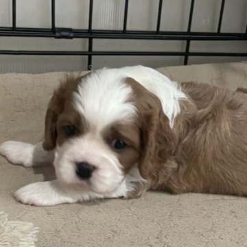 キャバリア【岡山県・男の子・2025年8月30日・ブレンハイム】の写真「両親遺伝子クリア🐶元気いい男の子ですよ🐶」