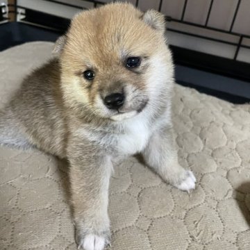 柴犬(豆柴)【岡山県・男の子・2025年7月31日・赤】の写真「両親共豆柴認定　極小サイズですよ🥰🍇」
