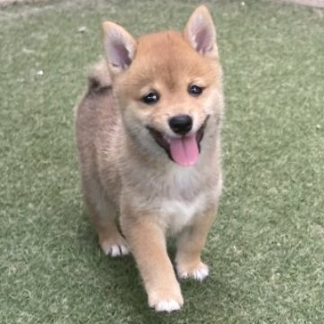 柴犬(豆柴)【岡山県・男の子・2025年6月17日・赤】の写真「両親共豆柴認定　極小サイズですよ🥰🌰」