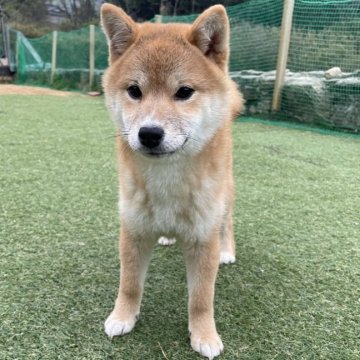 豆柴【岡山県・男の子・2024年11月14日・赤】の写真「両親共豆柴認定　人懐っこくて可愛いですよ🥰」