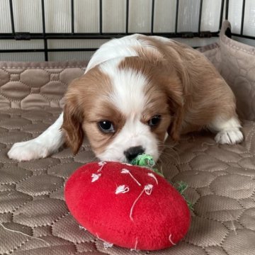 キャバリア【岡山県・女の子・2025年10月17日・ブレンハイム】の写真「両親遺伝子クリア🐶可愛い女の子ですよ🐶🎄」