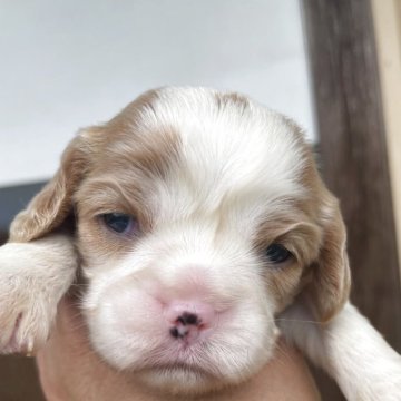 キャバリア【岡山県・女の子・2025年5月31日・ブレンハイム】の写真「やっと目があきましたよ🐶💞」