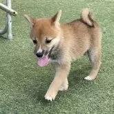 豆柴