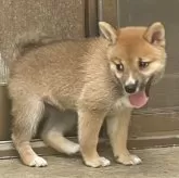 豆柴