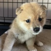 柴犬(豆柴)