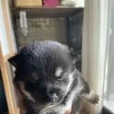 豆柴