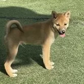 豆柴