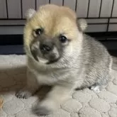 豆柴