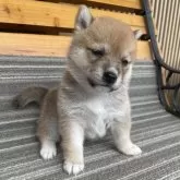 豆柴【岡山県・女の子・2025年8月10日・赤】の写真2