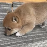 豆柴【岡山県・男の子・2025年8月10日・赤】の写真5