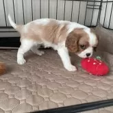 キャバリア【岡山県・女の子・2025年10月17日・ブレンハイム】の写真5