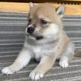 豆柴【岡山県・女の子・2025年8月10日・赤】の写真5