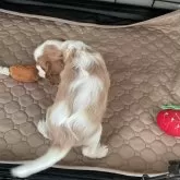 キャバリア【岡山県・女の子・2025年10月17日・ブレンハイム】の写真6