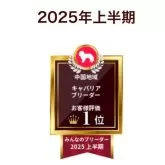 キャバリア【岡山県・男の子・2025年7月13日・ブレンハイム】の写真7