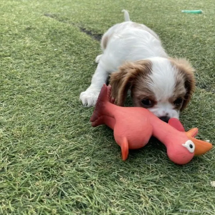 ID:2309-02261の子犬