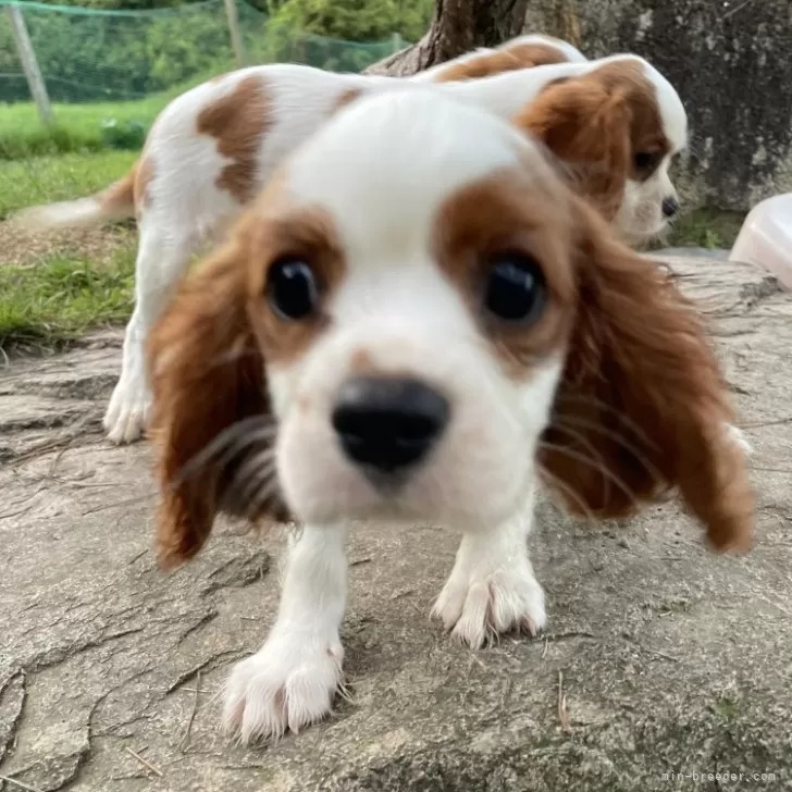 ID:2405-07423の子犬