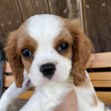 キャバリア【岡山県・男の子・2024年2月26日・ブレンハイム】の写真「可愛い元気な男の子🐶😃　2」