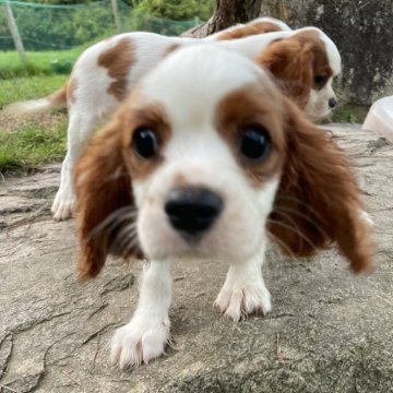 キャバリア【岡山県・女の子・2024年5月2日・ブレンハイム】の写真「可愛いい元気な女の子🐶　🍎💞」