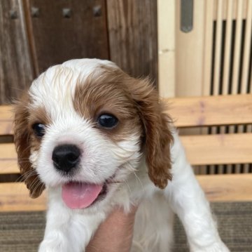 キャバリア【岡山県・男の子・2024年5月2日・ブレンハイム】の写真「可愛いい男の子🐶　☘️」