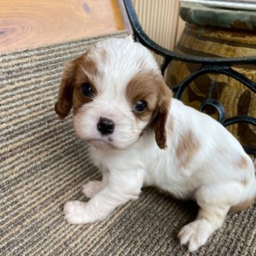 キャバリア【岡山県・女の子・2024年5月2日・ブレンハイム】の写真「小ぶりで可愛いい女の子🐶　🍊」
