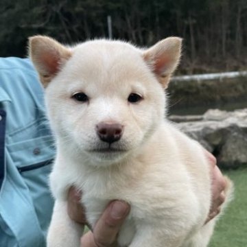 柴犬(豆柴)【岡山県・女の子・2022年12月25日・白】の写真「元気よく育って可愛い女の子💕」