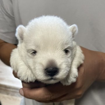 ウエストハイランドホワイトテリア【岡山県・男の子・2024年7月28日・白】の写真「父親は外産CH‼️モコモコで可愛いいよ😀」