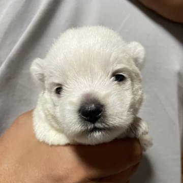ウエストハイランドホワイトテリア【岡山県・女の子・2024年7月28日・白】の写真「父親は外産CH‼️元気で可愛い女の子💞」