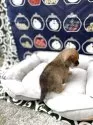 豆柴【和歌山県・男の子・2025年4月2日・赤】の写真10