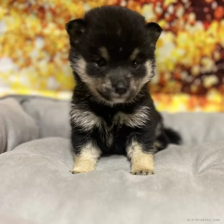 ID:2412-05822の子犬
