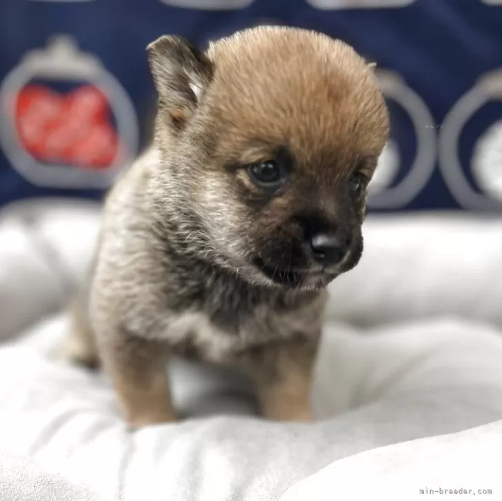 ID:2505-04456の子犬