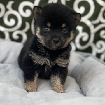 柴犬(豆柴)【和歌山県・女の子・2025年7月2日・黒】の写真「8/29まで掲載」