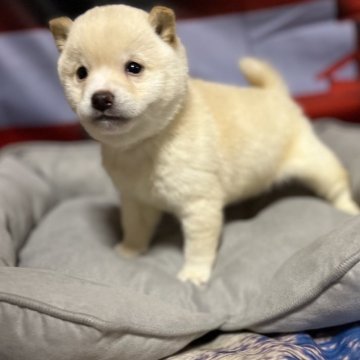 柴犬(豆柴)【和歌山県・男の子・2024年11月17日・白】の写真「掲載期限1/17まで」