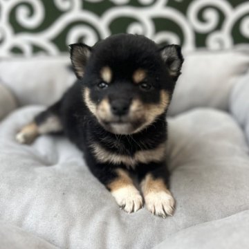 豆柴【和歌山県・男の子・2025年9月25日・黒】の写真「11/28まで掲載」