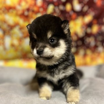 柴犬(豆柴)【和歌山県・女の子・2024年11月8日・黒】の写真「掲載期限1/4まで」