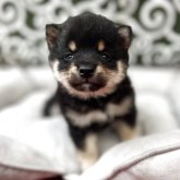 柴犬(豆柴)