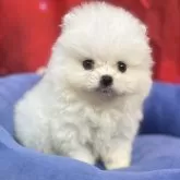 ポメラニアン