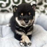 柴犬(豆柴)