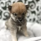 豆柴
